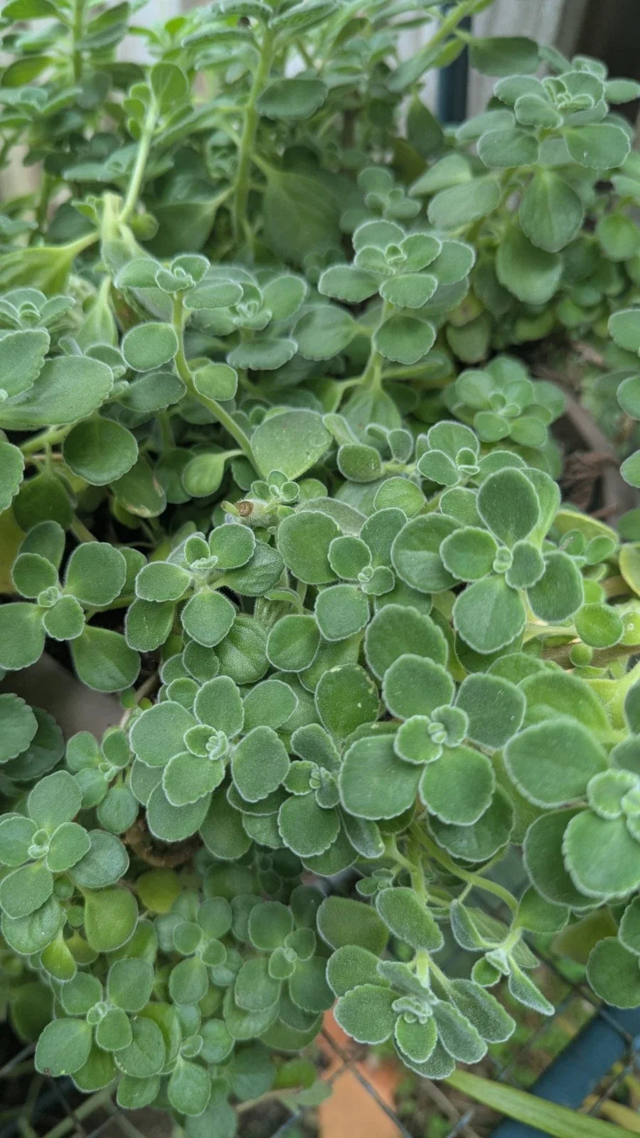 Vicks Plant Cuttings - 5 Unrooted Plectranthus Tomentosa for Herbal Use - Aromatic Indoor Herb - Easy to Propagate
