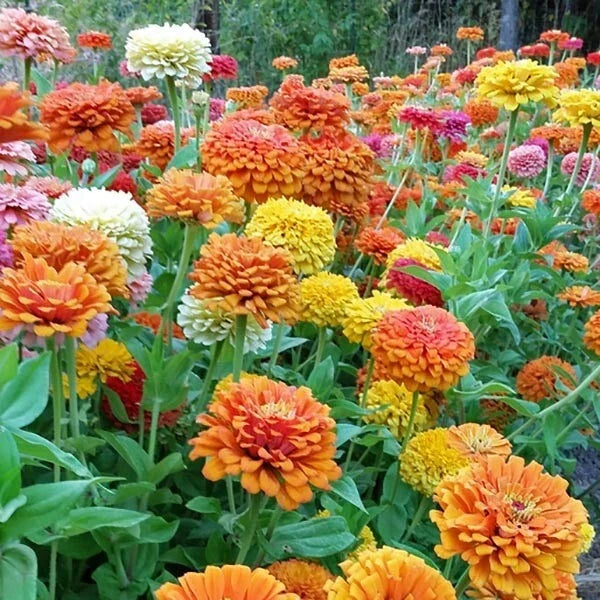 Zinnia Seeds Mix - 100+ Seeds - Jim Bagget's Choice - Non-GMO - Zinnia elegans - USA Grown - Flower Garden Seeds