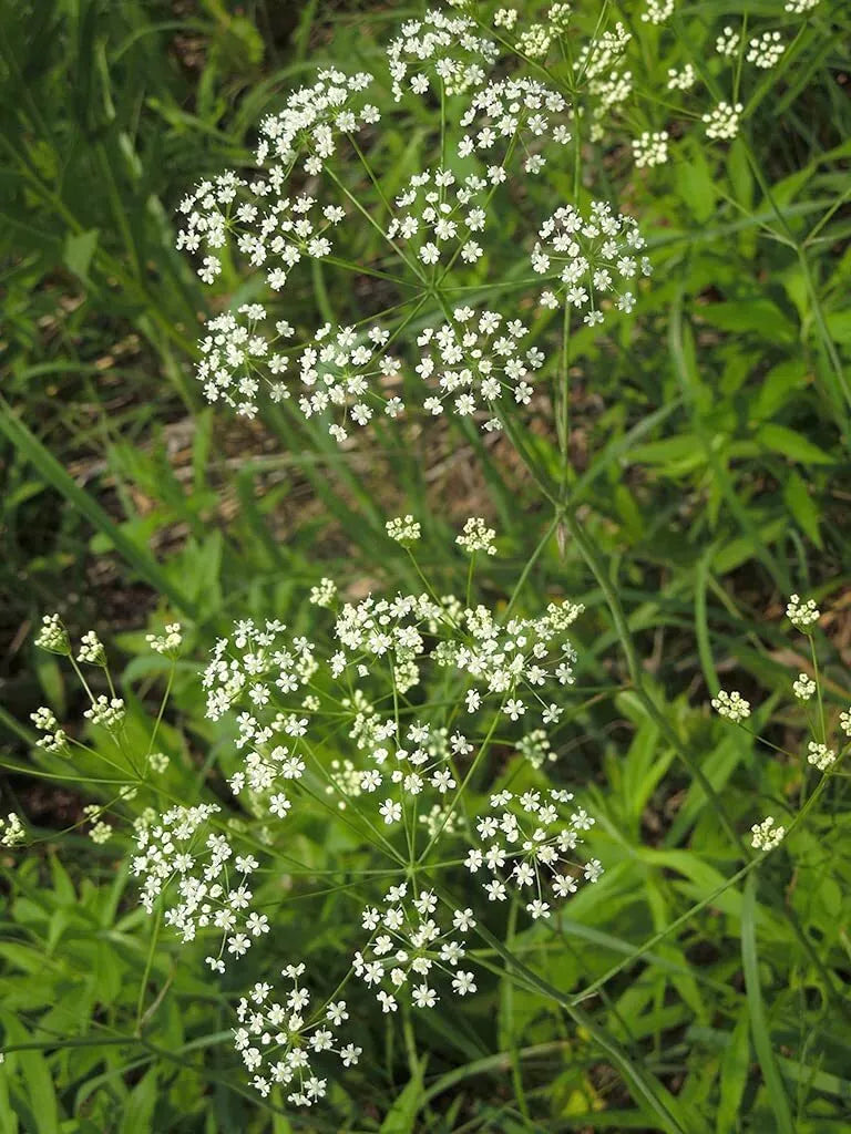 Wild Dill Seeds - 50 Seeds - Perideridia Americana - Heirloom Culinary Herb for Garden - Aromatic Feathery Leaves