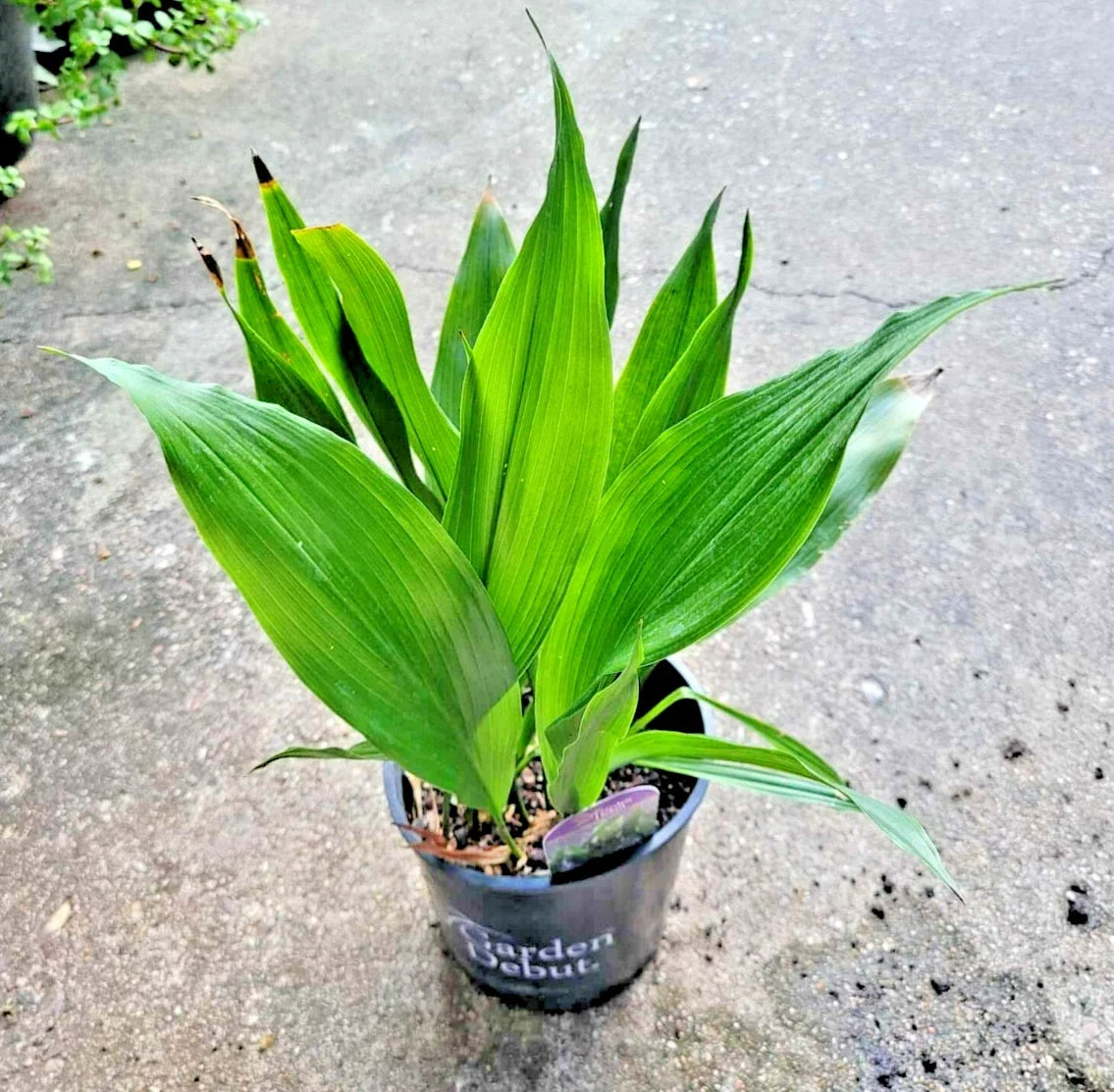 Dwarf Aspidistra Elatior Plant - 4-Inch Cast Iron Tiny Tank - Low Light Houseplant for Indoor Decor - Aspidistra Elatior