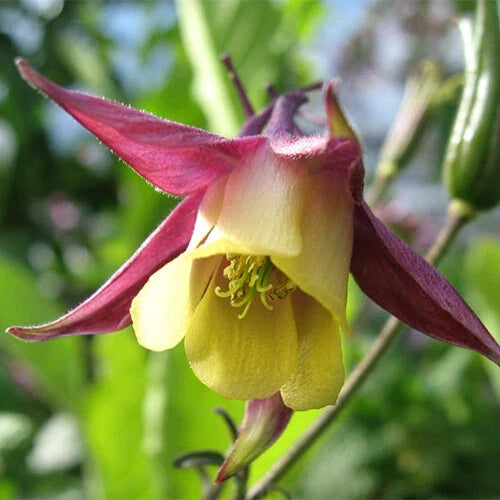 Oriental Columbine Seeds | Non-GMO Flower Seeds | Aquilegia Orientalis | Vibrant Red, Yellow, Purple Blooms | Garden Planting