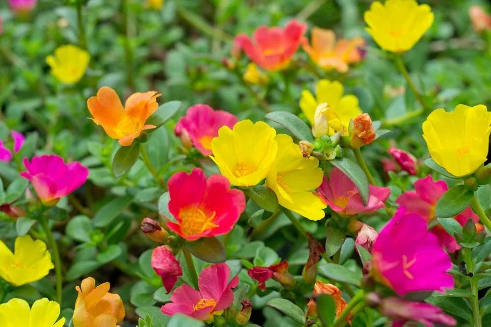 Moss Rose Seeds - 1,000 Count - Colorful Portulaca Grandiflora Flower Seeds for Planting