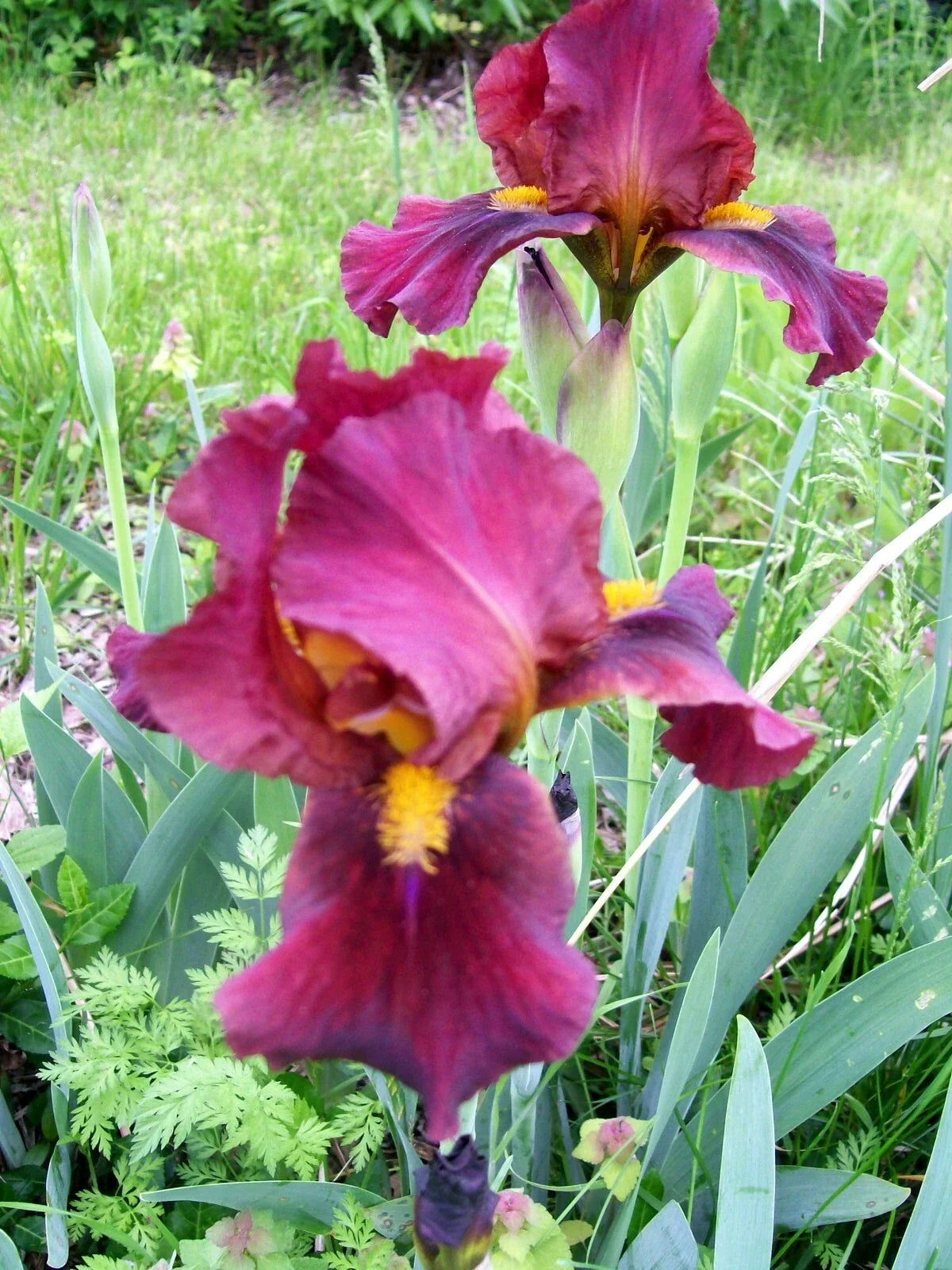 Iris Live Plant Rhizomes Set of 3 - Mixed Colors Iris germanica - Freshly Dug with Flags for Easy Identification