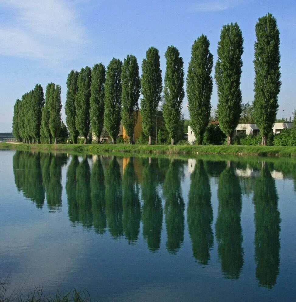Theves Poplar Cuttings 6-8 Inch Easy to Root Tree Plants - Populus nigra 'Afghanica' - Fast Growing Landscape Focal Point