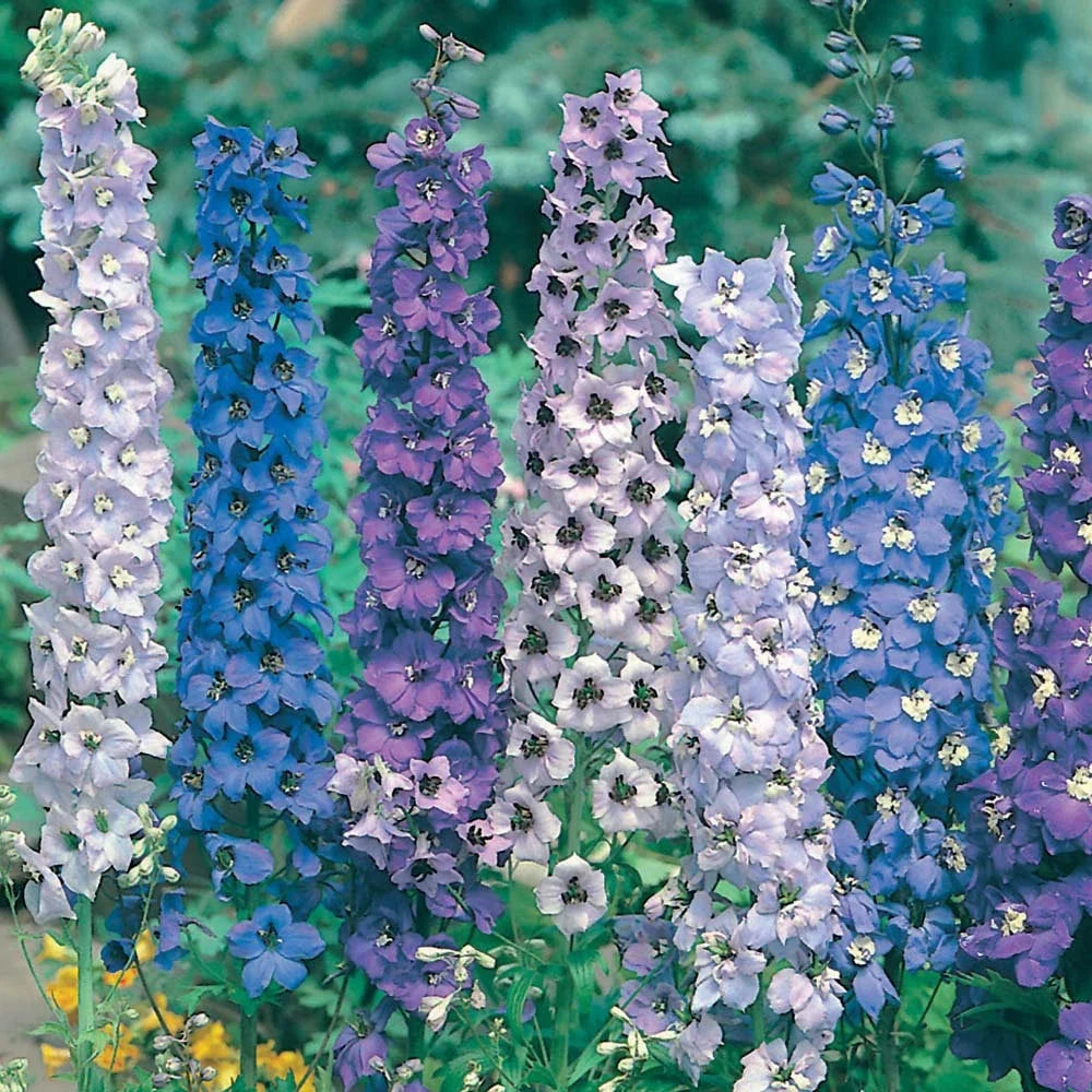 Delphinium Seeds 36 Pack Pacific Giant Mix Perennial Delphinium spp. USA Grown for Vibrant Garden Blooms