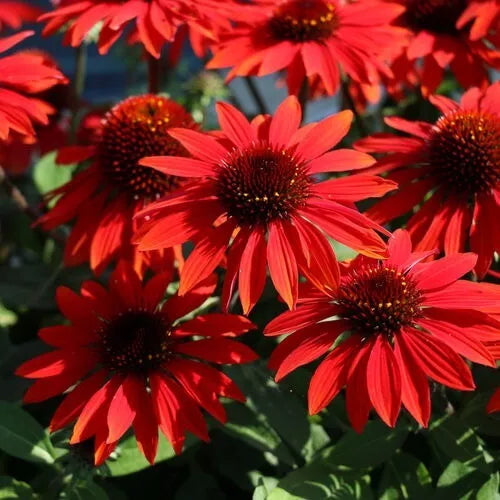 Sangrita Coneflower Seeds - 50 Perennial Echinacea Purpurea - Red-Orange Blooms for Garden Pollinators