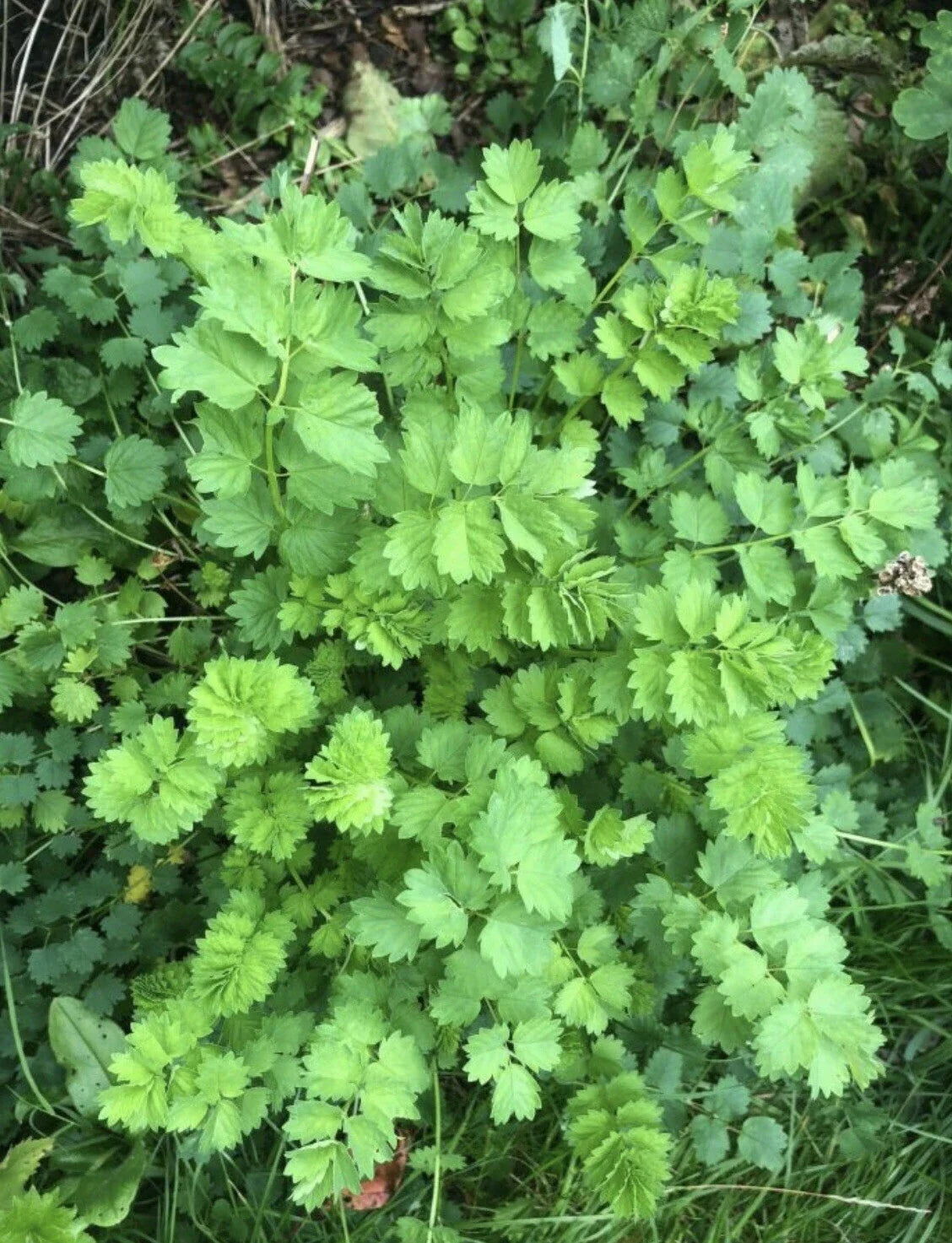 Salad Burnet Seeds - 60+ Non-GMO Open Pollinated - Sanguisorba minor Herb for Culinary Use