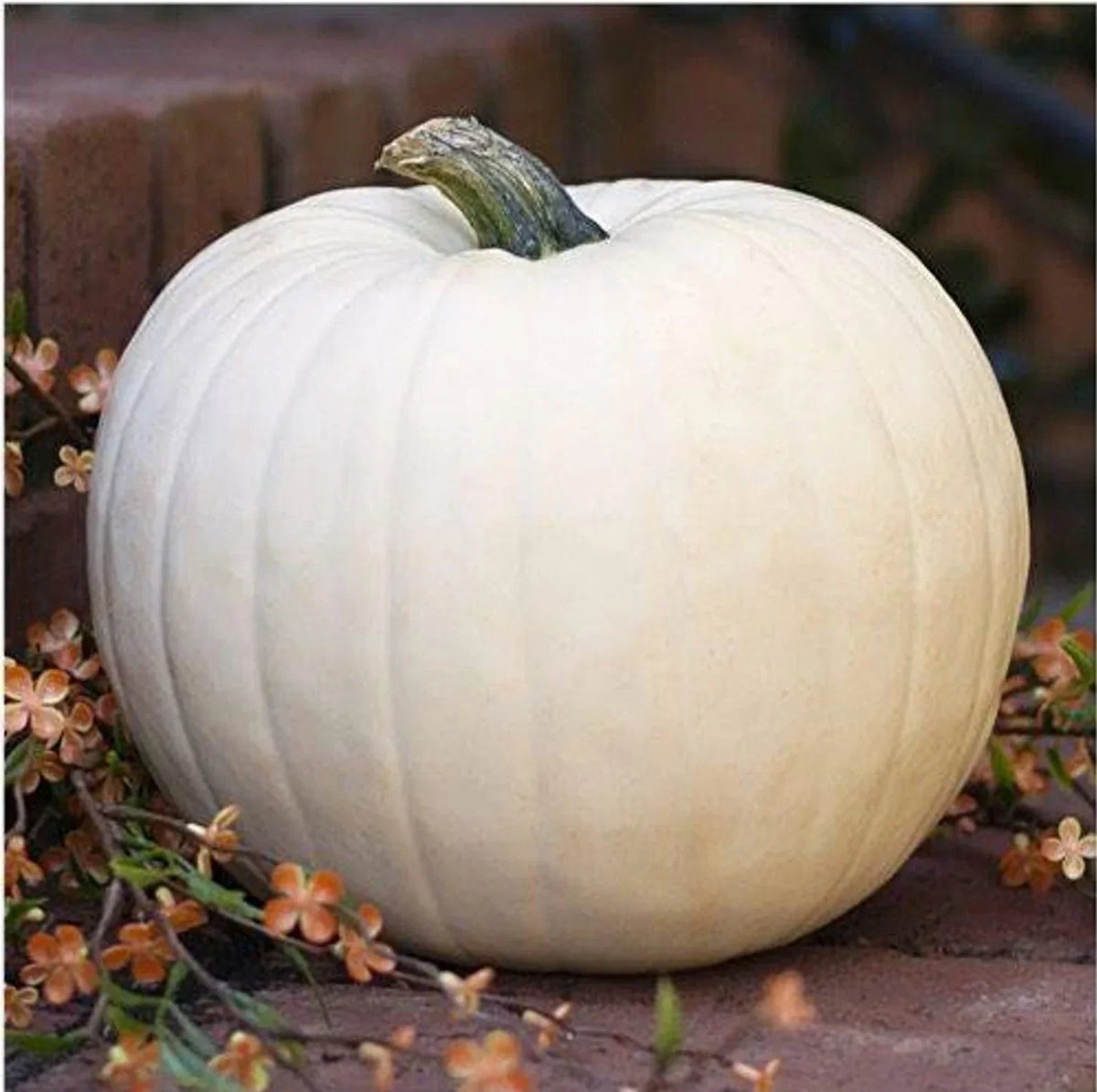 White Queen Pumpkin Seeds - 10 Non-GMO Heirloom Seeds - Cucurbita pepo - Open-Pollinated Variety for Gardeners