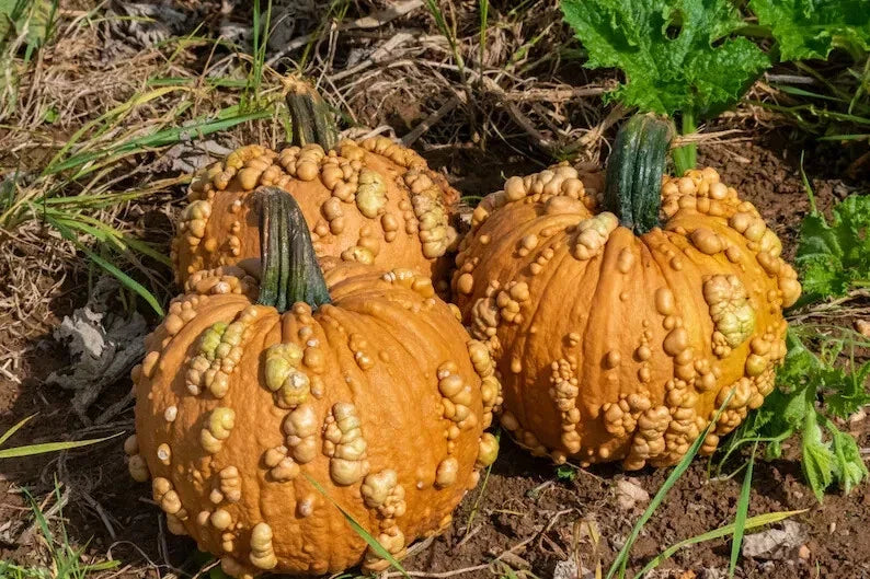 Grizzly Bear Warty Pumpkin Seeds - 10 Pack - Organic Heirloom Cucurbita pepo - Unique Decorative Pumpkins
