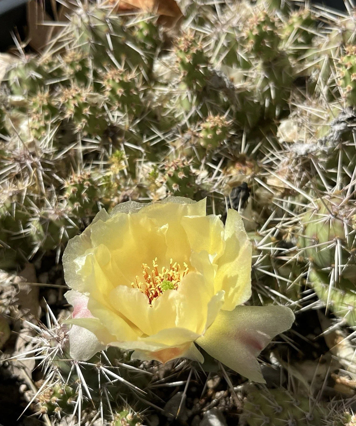 Brittle Prickly Pear Cactus Cutting 2" Opuntia fragilis SLC Cold Hardy for Garden and Xeriscaping