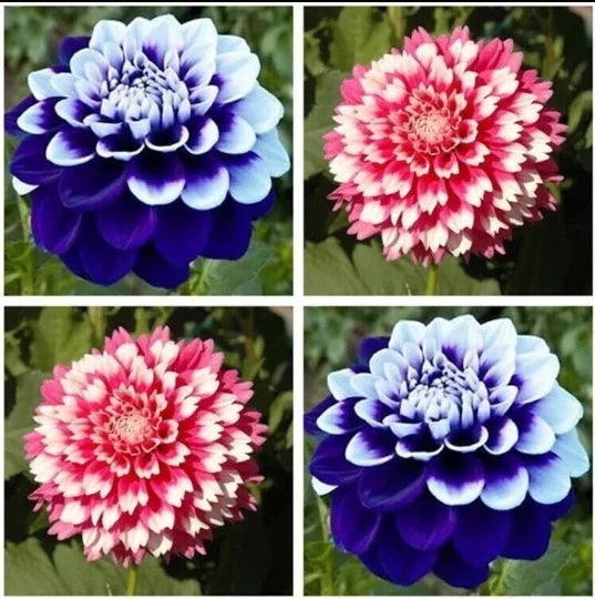 Dahlia Seeds 20pcs - Perennial Flowers Varying Colors - Dahlia pinnata - Non-GMO Garden Planting - USA Seller