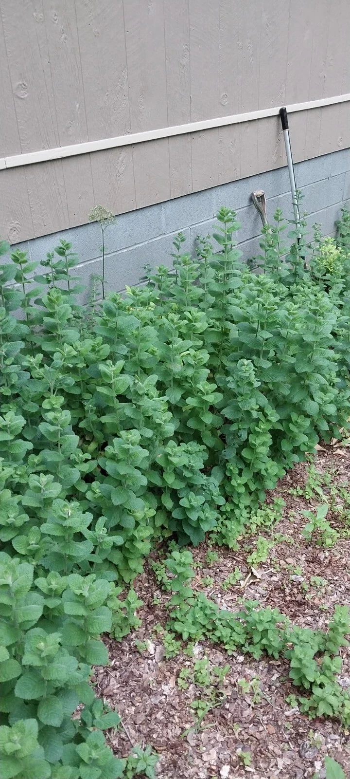 Apple Mint Tea Plants 4-Pack Smoky Mountains Mentha suaveolens - Non-GMO, Easy to Grow Herbal Tea Garden Plants