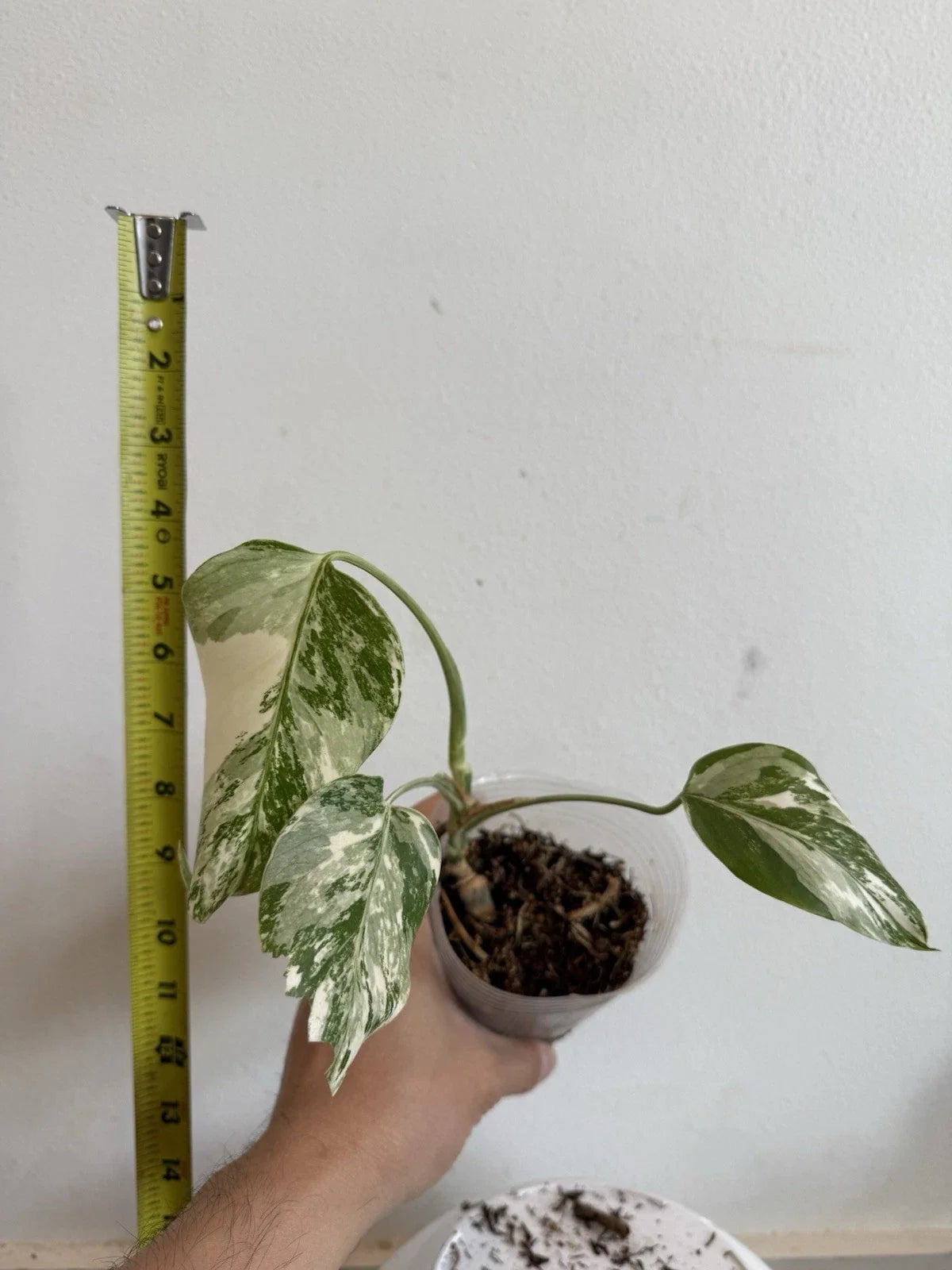 Rooted Variegated Monstera Albo Plant - Rare Monstera Deliciosa Var. Albo - Indoor Houseplant in 6-Inch Pot