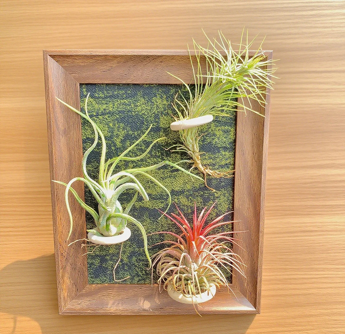 8" Air Plants Frame with Funckiana, Caput-Medusae & Ionantha Stricta - Tillandsia Collection for Indoor Decor