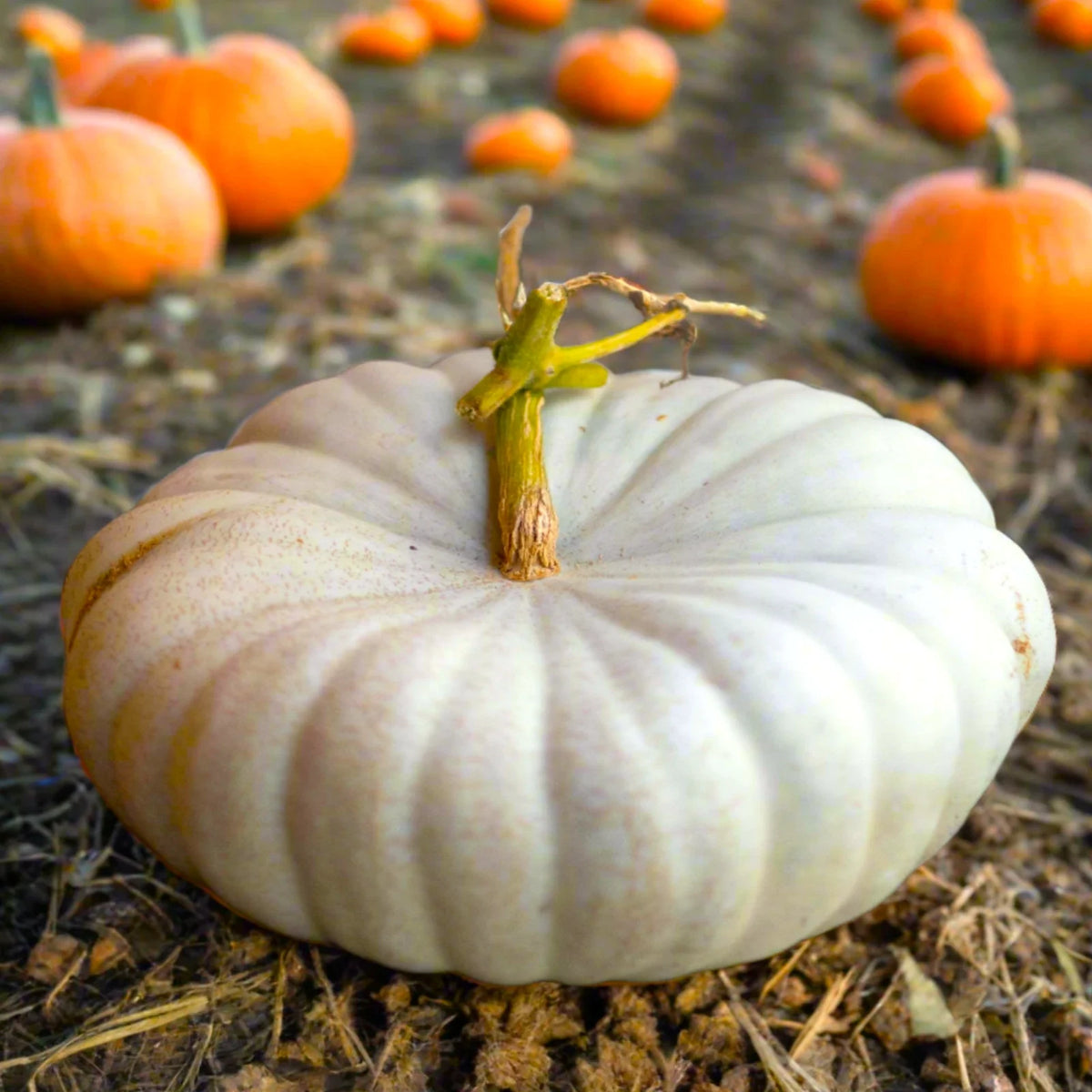 Flat White Boer Pumpkin Seeds | 10 Seeds | Stackable Cinderella Casper Squash | Cucurbita pepo | Unique Decorative Variety