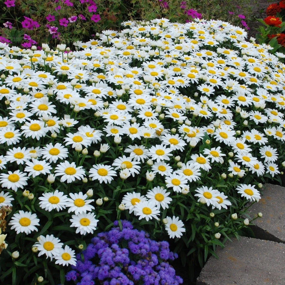 Shasta Daisy Seeds - 200+ Heirloom Non-GMO - Leucanthemum superbum - White Flowers with Yellow Centers - USA Grown