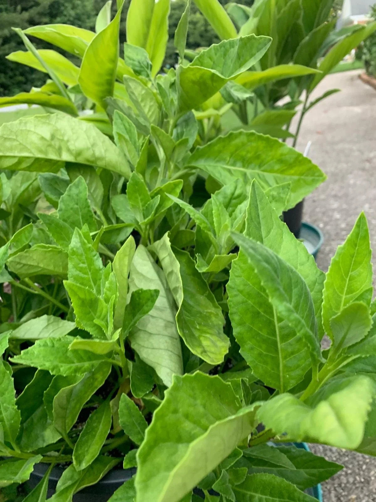 Longevity Spinach Cuttings - 4 Fresh Unrooted Cuttings, Gynura procumbens, Edible Greens for Healthy Living