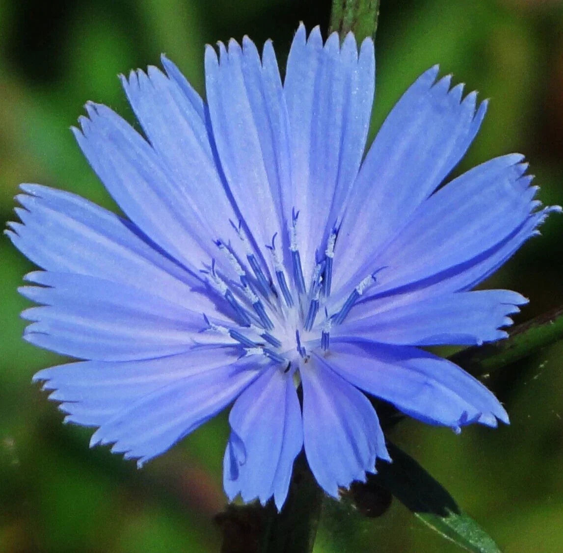 Chicory Seeds 600+ Perennial Blue Flower Seeds Cichorium intybus for Garden Planting
