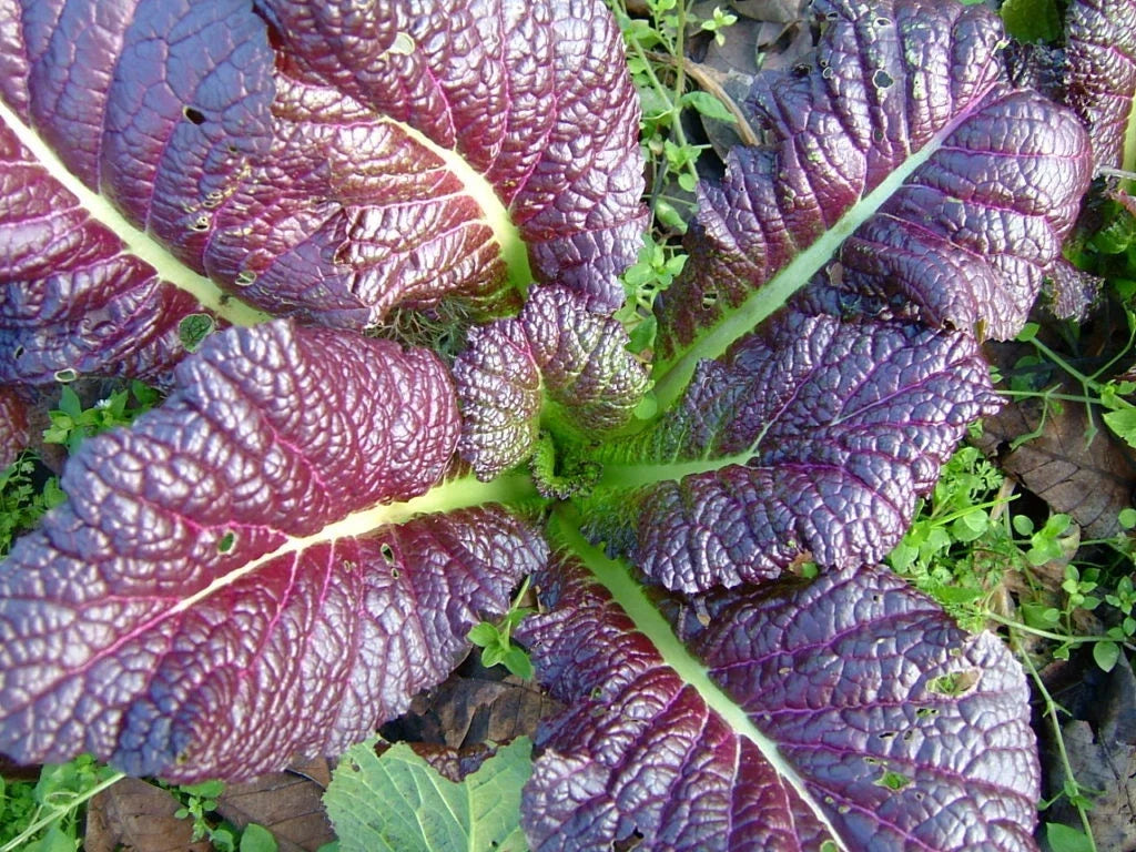 Red Giant Mustard Seed Packet - Brassica juncea - Heirloom Variety for Home Gardening - Nutrient-Rich Greens for Culinary Use
