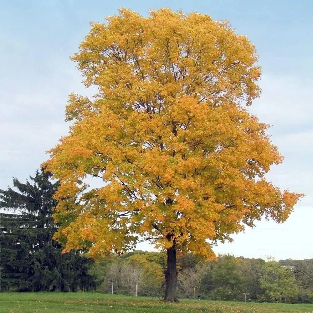 Silver Maple Tree Live Plant - 20" Tall - Acer Saccharinum - Fast Growing Shade Tree - Hardy & Adaptable for Landscapes