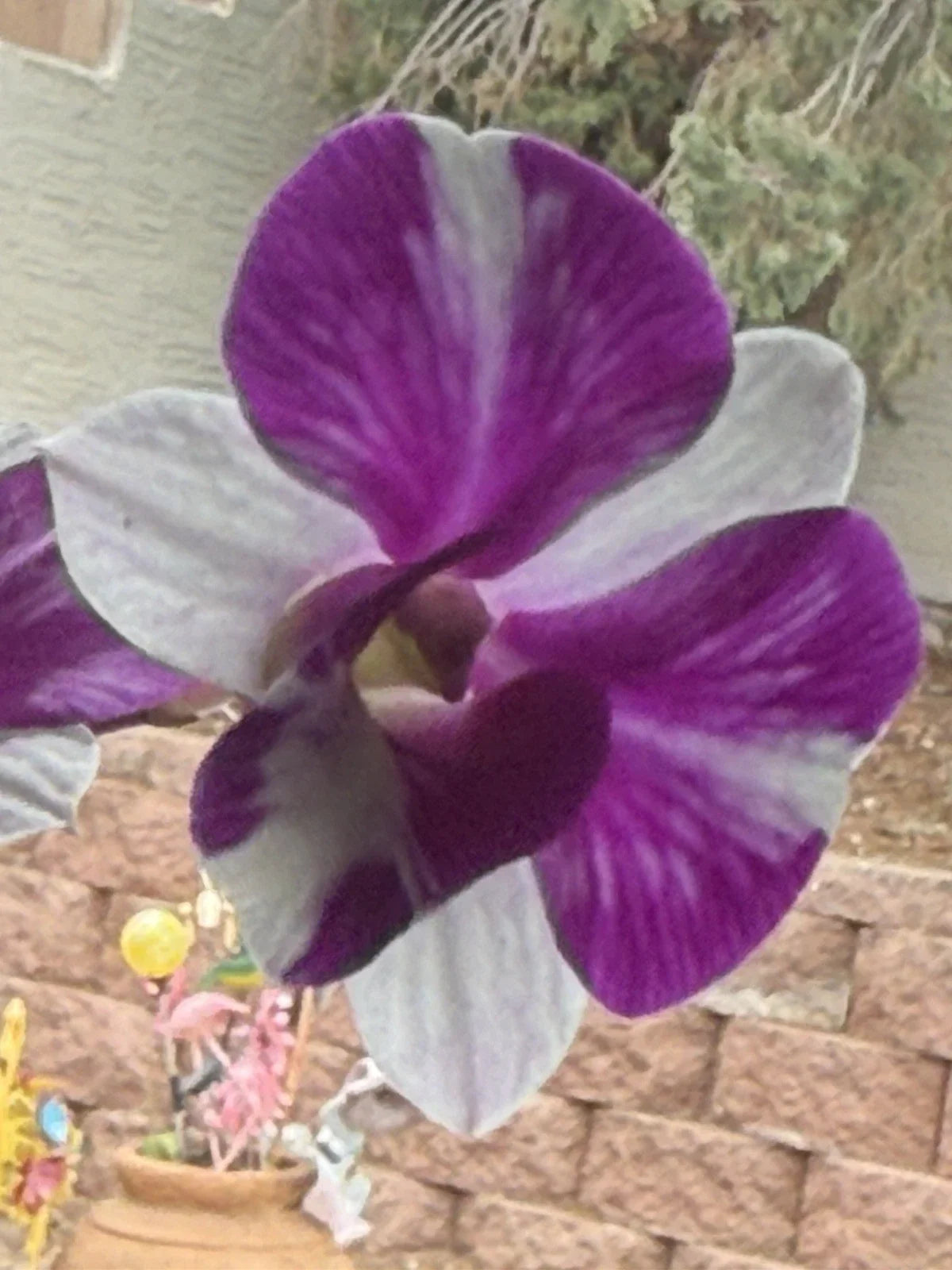Dendrobium Orchid Plant - Bare Root, Short Stem, Den Red Star Variety, Dendrobium Hybrid, Low Maintenance Indoor Decor