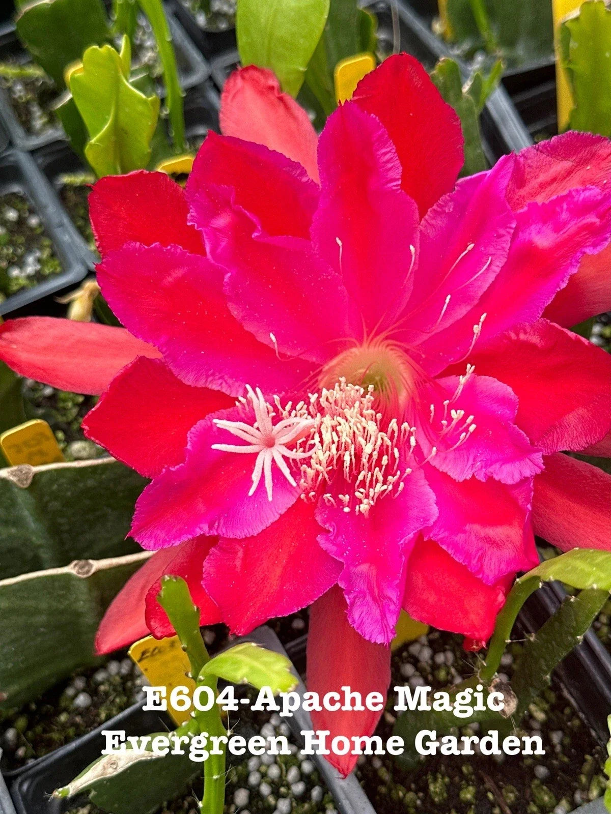Epiphyllum Orchid Cactus "Apache Magic" 4” Starter Pot | Rooted Houseplant | Unique Indoor Succulent Plant