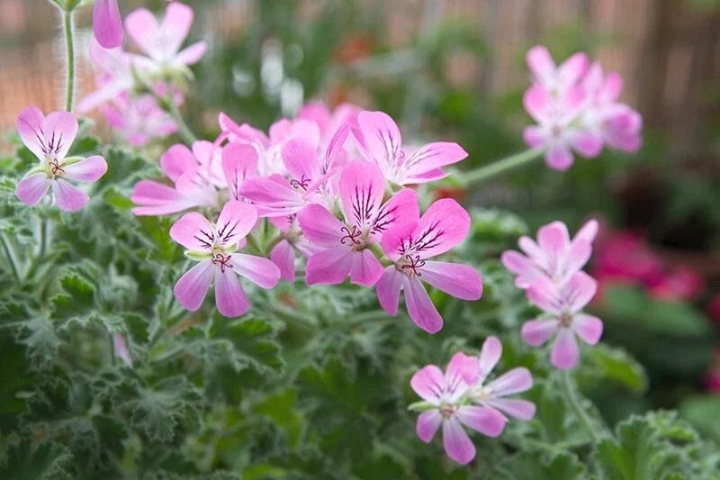 Rose Scented Geranium Cuttings (6) - Pelargonium graveolens - Aromatic Indoor Plant for Home Gardening and Décor