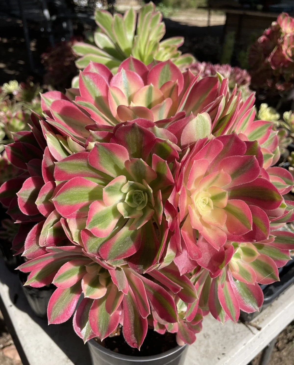 Live Succulent Plant Cutting 2.5" Aeonium 'Pink Witch' - Unique Pink Green Rosette for Home Decor and Gardens