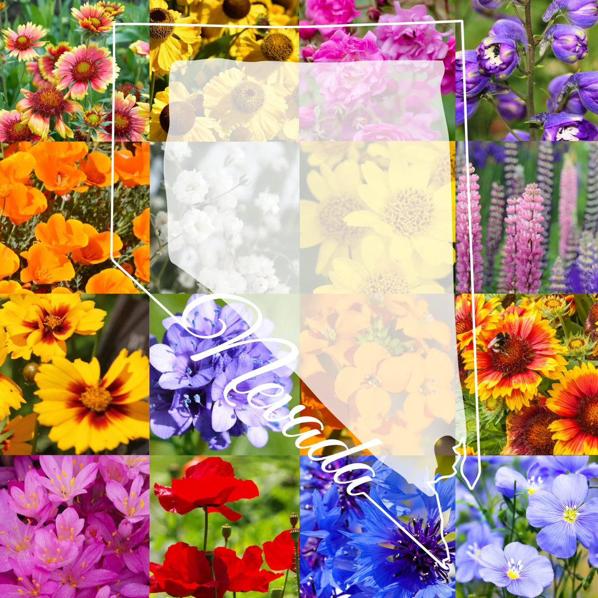Wildflower Seed Mix 1/4 Pound Northern Nevada Colorful Blend - Covers 800 sq ft - Various Species