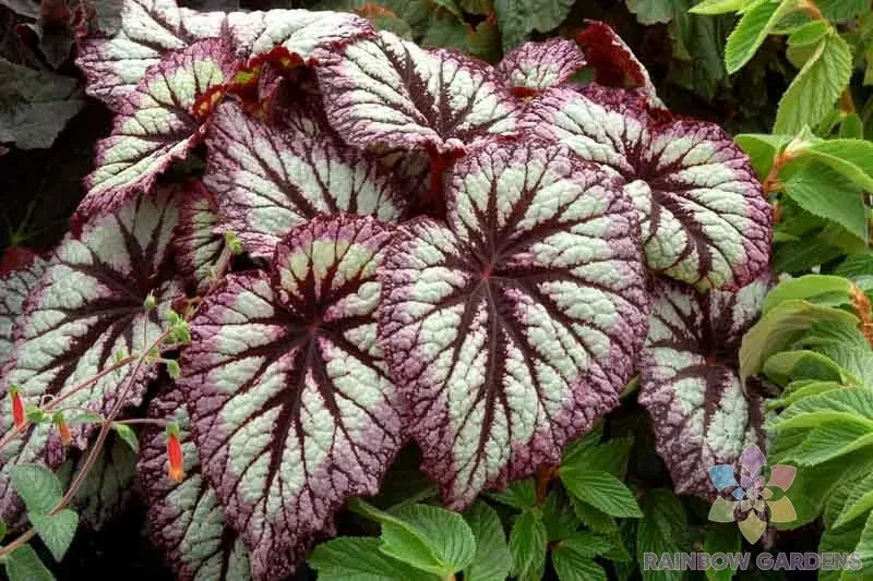 Fireworks Rex Begonia Seeds - 25+ Vibrant Foliage - Begonia rex - Colorful Indoor/Outdoor Gardening