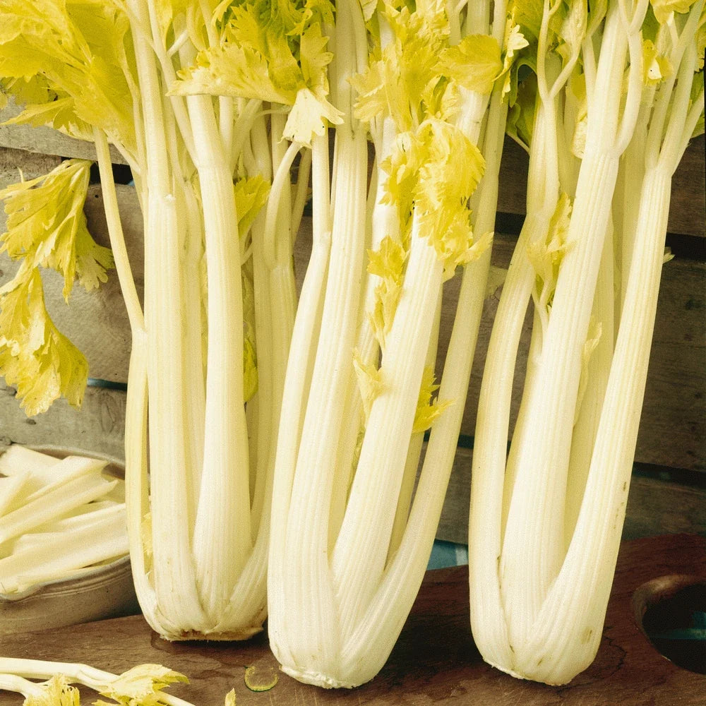 Golden Pascal Celery Seeds 500+ Non-GMO Stringless Vegetable Seeds Apium graveolens for Garden Planting
