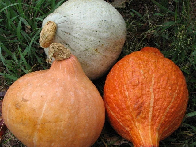 Hubbard Squash Seeds Mixture - Heirloom Vegetable Seeds - Cucurbita maxima - Choose Packet Size for Gardening