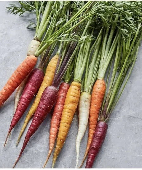 Rainbow Carrot Seeds Blend - 100 Multi Color Medley Seeds for Vegetable Garden - Daucus carota