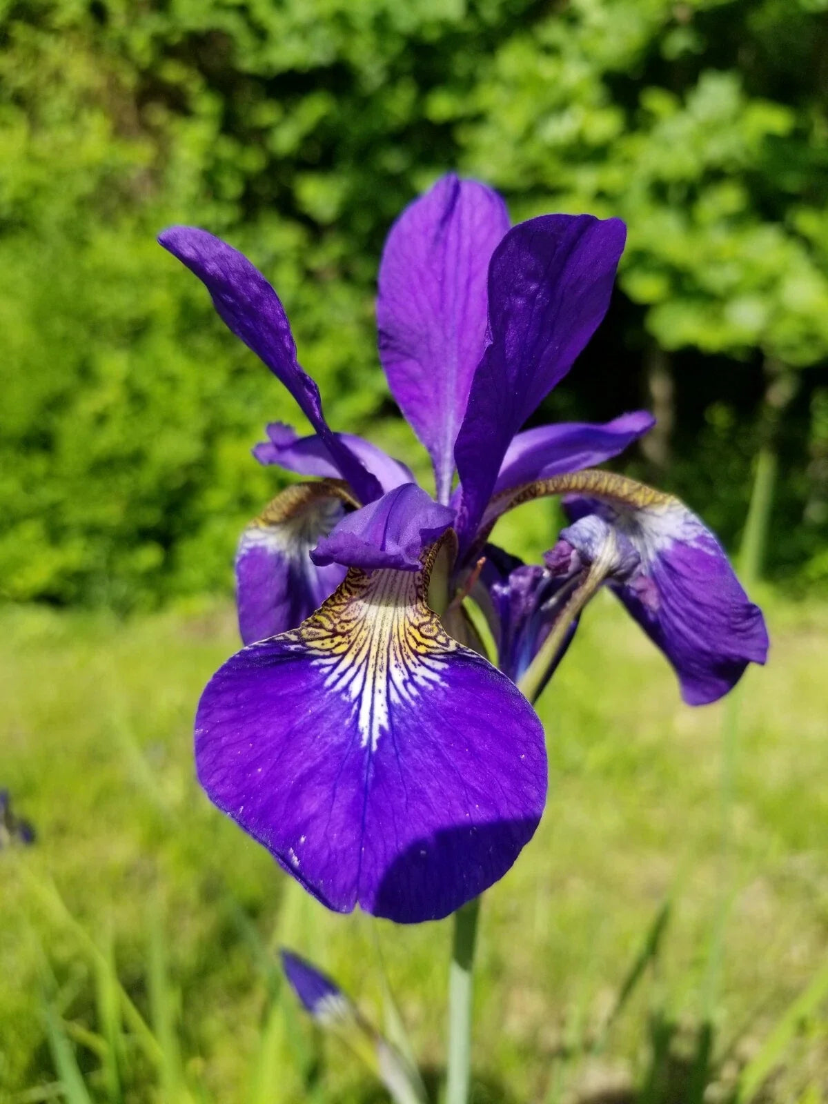 Siberian Iris Live Rhizomes - 3-5 Root Clump - Blue/Violet Flowers - Iris sibirica