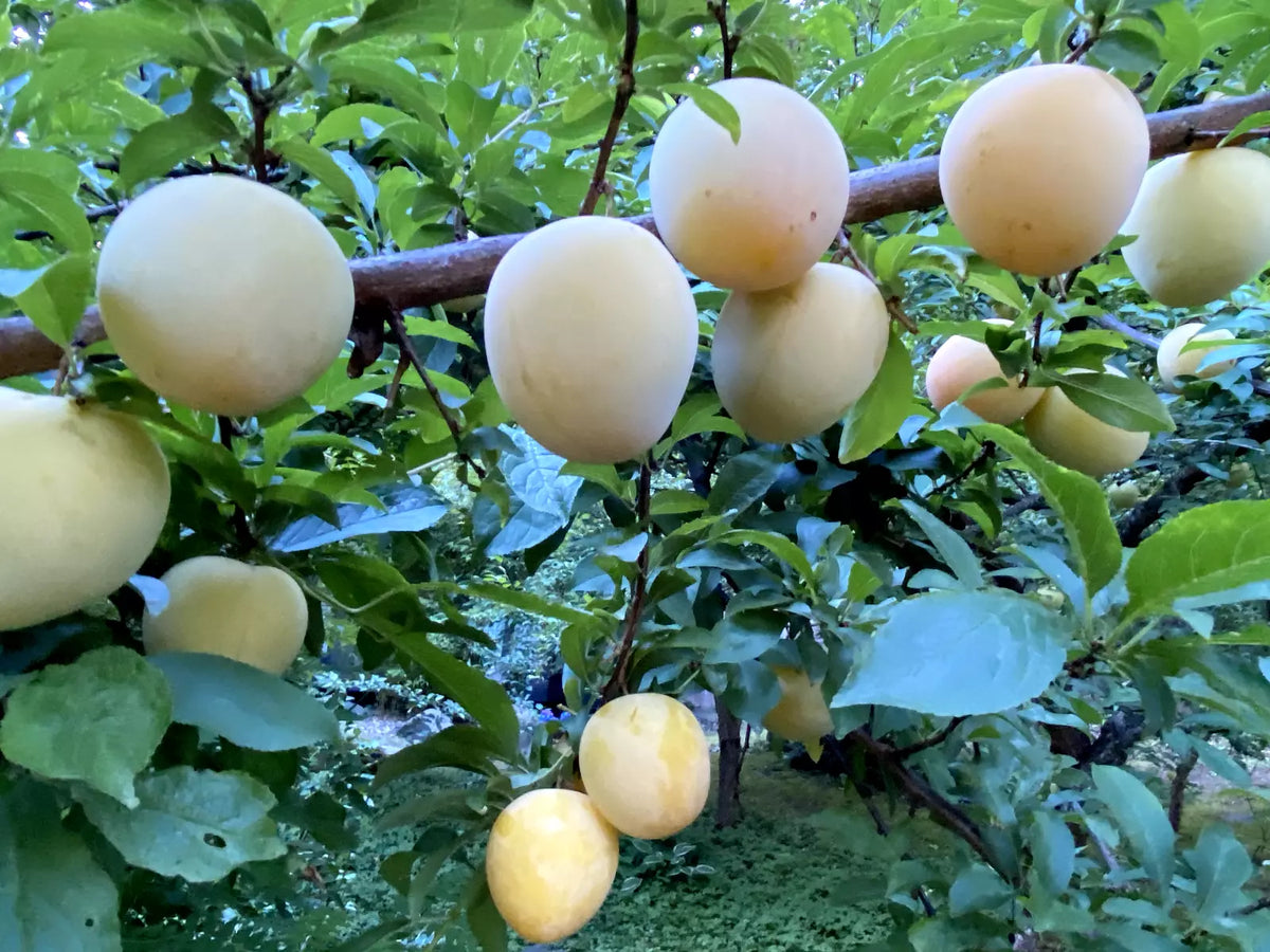 Japanese Yellow Plum Cuttings - 4 Large Edible Fruit Cuttings - Prunus salicina - Perfect for Landscaping & Home Gardens