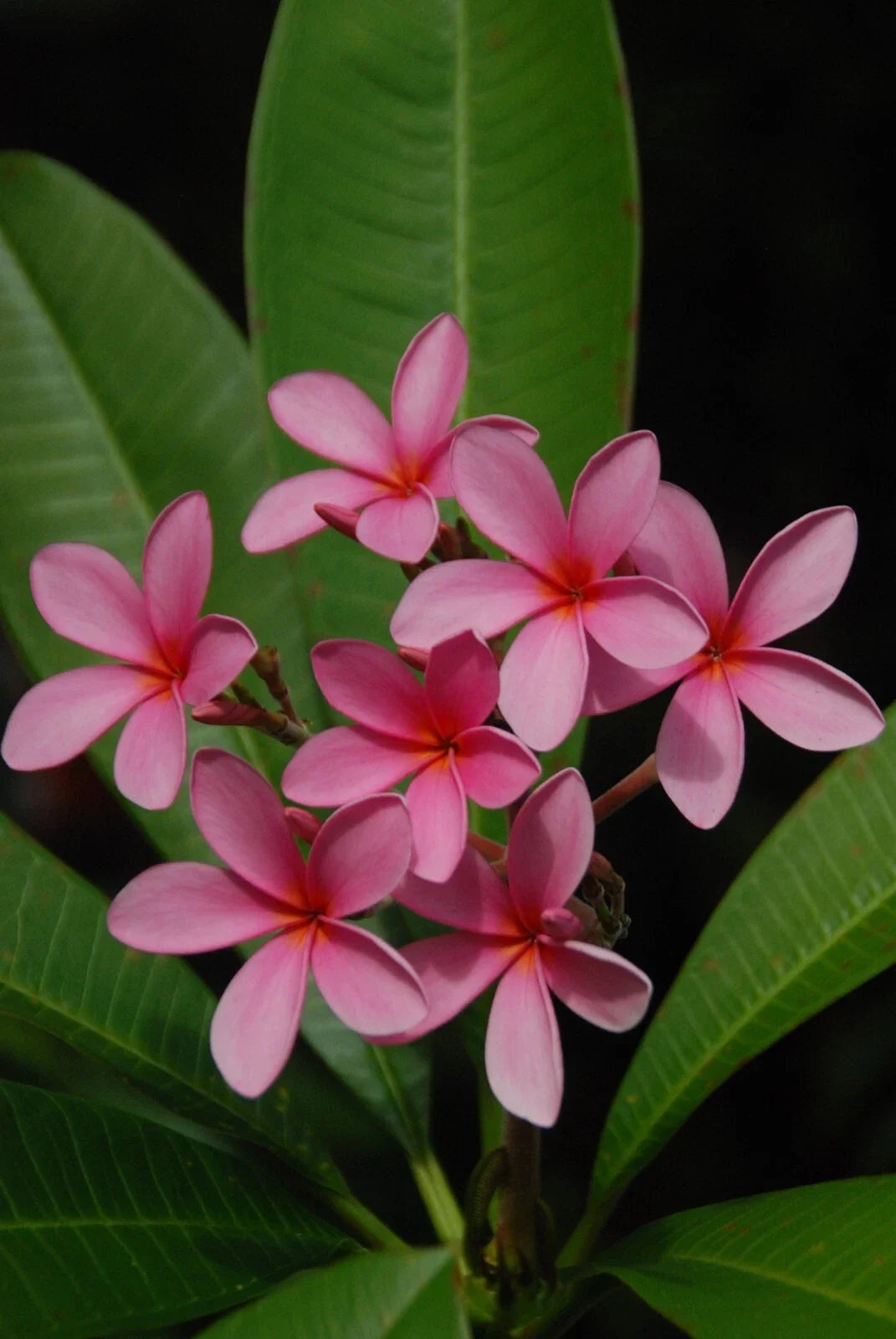 Plumeria Cutting 15-17” Pink Rooted Flower - Plumeria rubra - Florida Grown, Rare Tropical Plant for Garden & Home