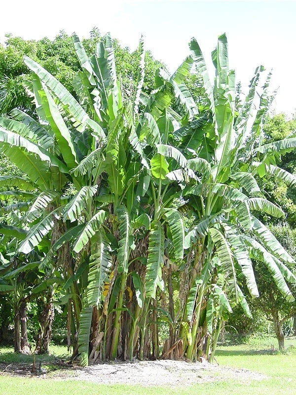 African Giant Banana Tree Starter Plant - Small Rooted Musa Kandarian - Tropical Indoor/Outdoor Plant - Fast-Growing Foliage