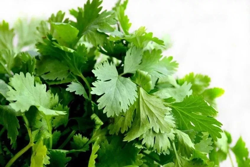 Cilantro Seeds - 1000+ Heirloom Organic Non-GMO - Coriandrum sativum - Ideal for Culinary & Container Gardening