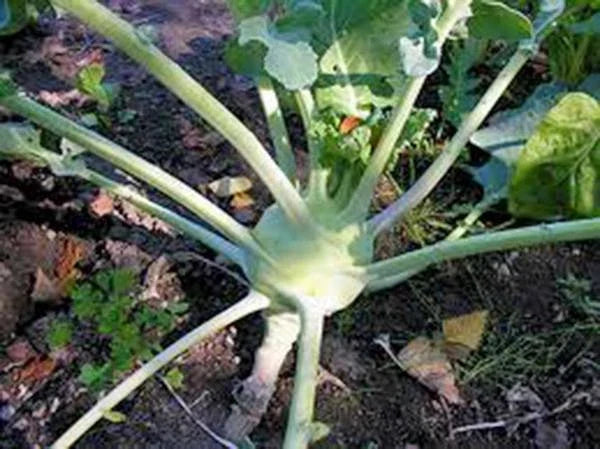 Kohlrabi Seeds - 100 Non-GMO Early White Vienna Heirloom - Brassica oleracea var. gongylodes - Vegetable Garden Seed for Planting