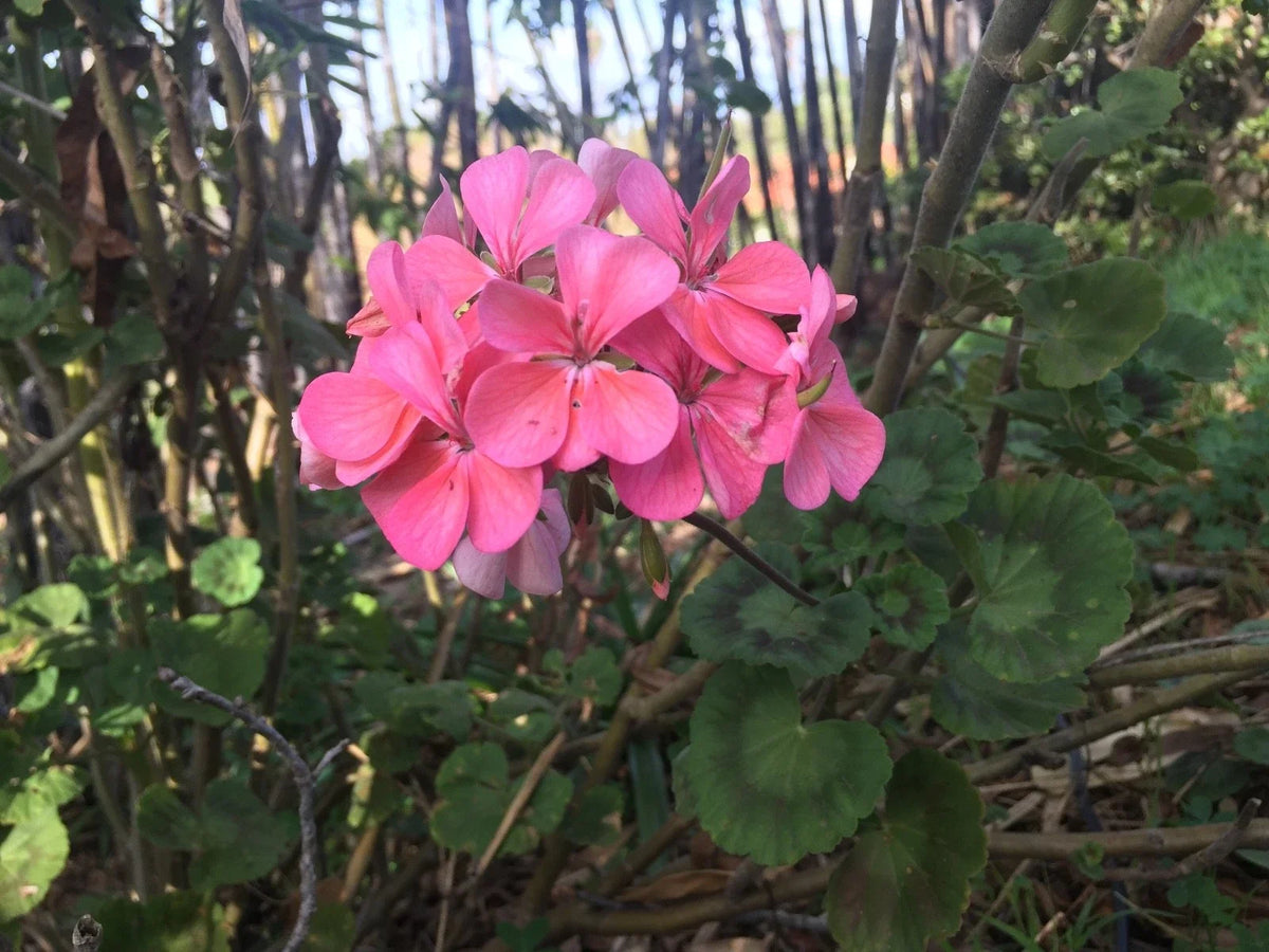 Salmon Pink Pelargonium Zonal Geranium Starter Cuttings 4"x8" - Pelargonium × hortorum - Easy Care, Pollinator Friendly