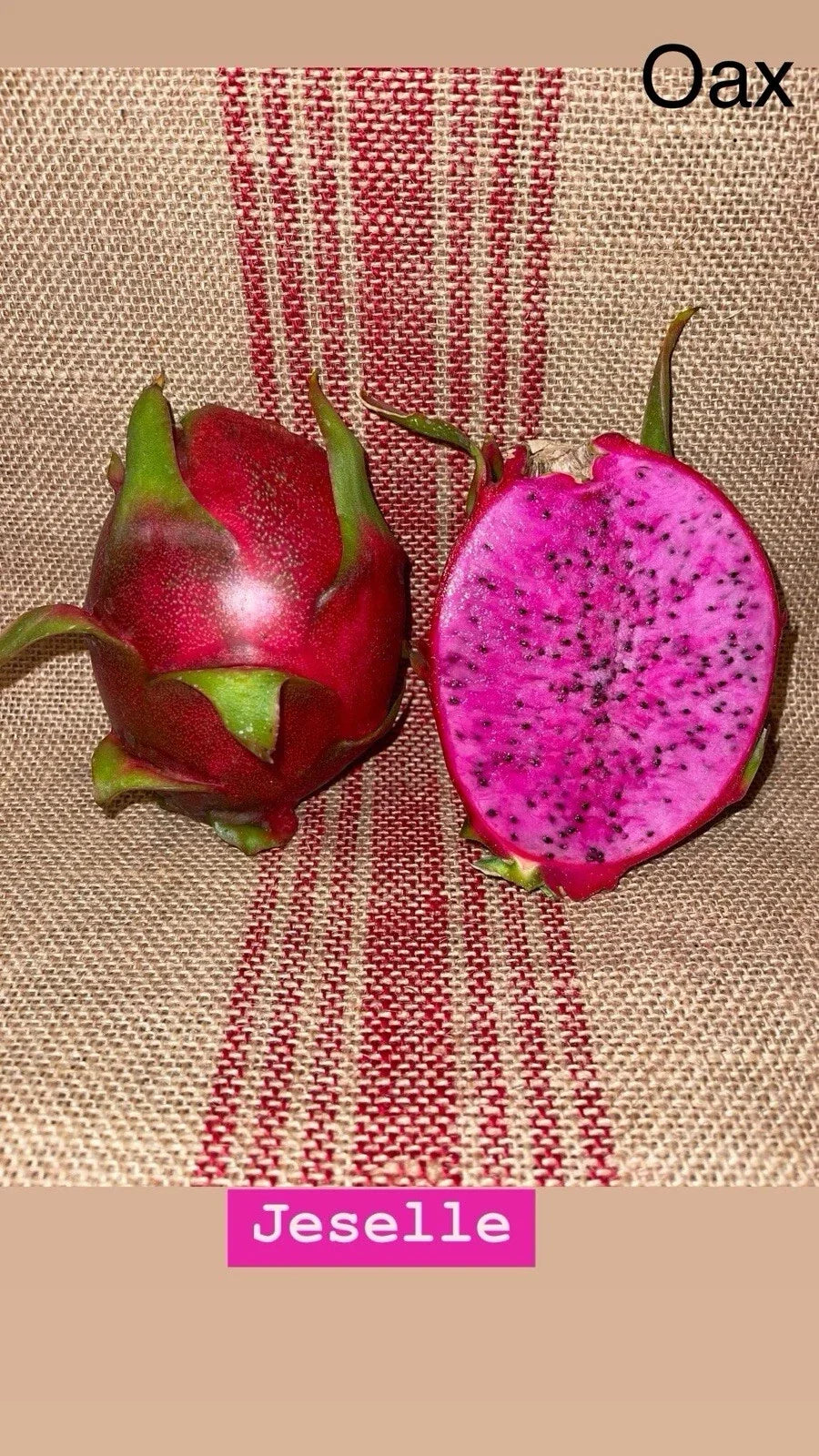 Mature Dragon Fruit Cuttings 12-18" JESSELLE Hylocereus undatus - High-Quality Plant Propagation for Home Gardens