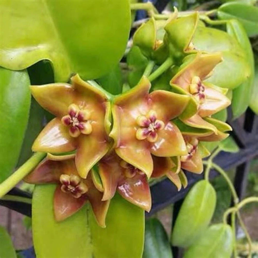 Hoya Ariadna Plant 3.5" Pot - Fully Rooted Eriostemma Ariadna for Indoor Gardening and Home Decor