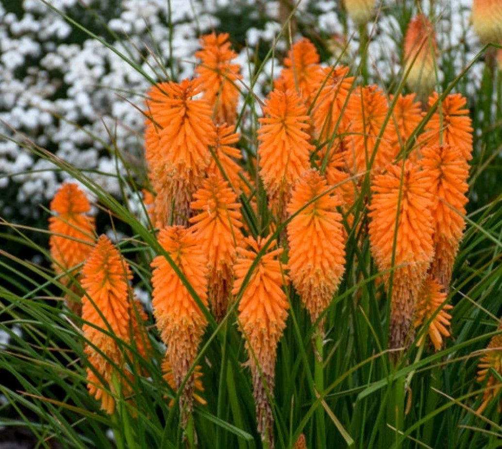 Orange Blaze Poker Plant Starter - Vibrant Orange Flowers - Kniphofia uvaria - Drought-Tolerant Perennial for Garden & Landscape