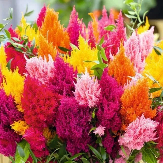 Pampas Plume Seeds - 200 Mixed Color Celosia Seeds for Planting - Vibrant Celosia argentea Variety