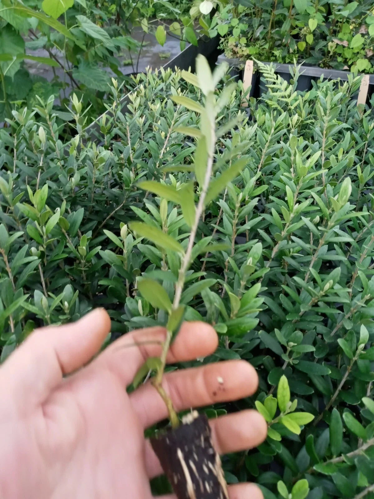 Arbequina Olive Tree Starter Plant - Compact Olea Europaea - High Yield Olives, Perfect for Home or Garden