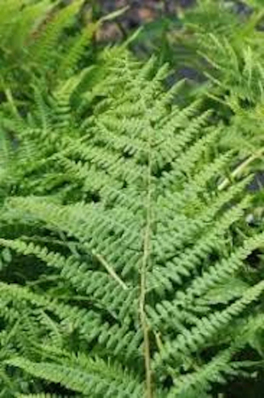 Lady Fern Roots - 3 Bare Root Plants - Athyrium Filix-Femina - Hardy Perennial Fern for Shaded Gardens