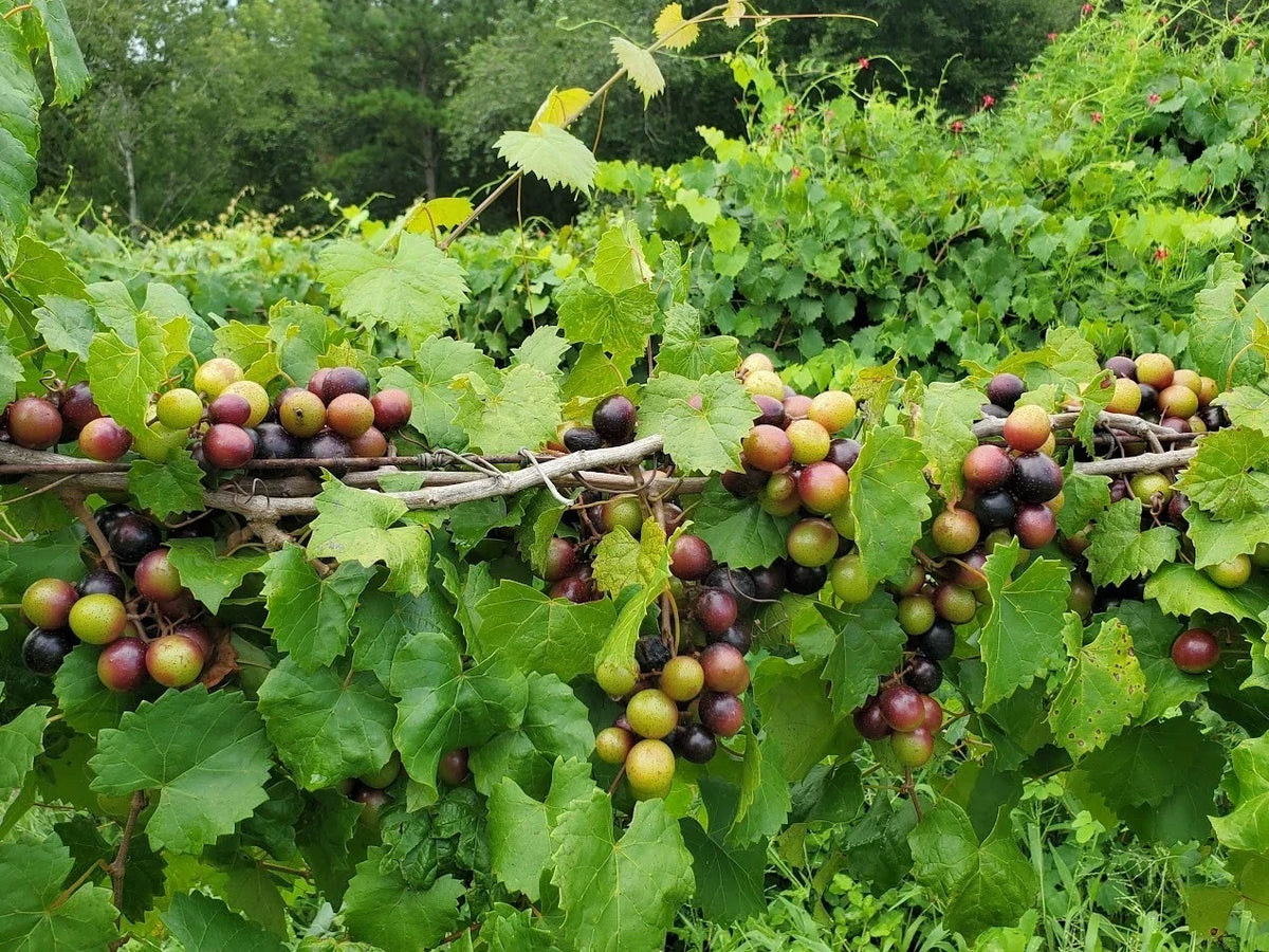 Alachua Muscadine Grape Plant - Live Rooted Starter - Self-Pollinating - Vitis rotundifolia - Perfect for Zones 7-11
