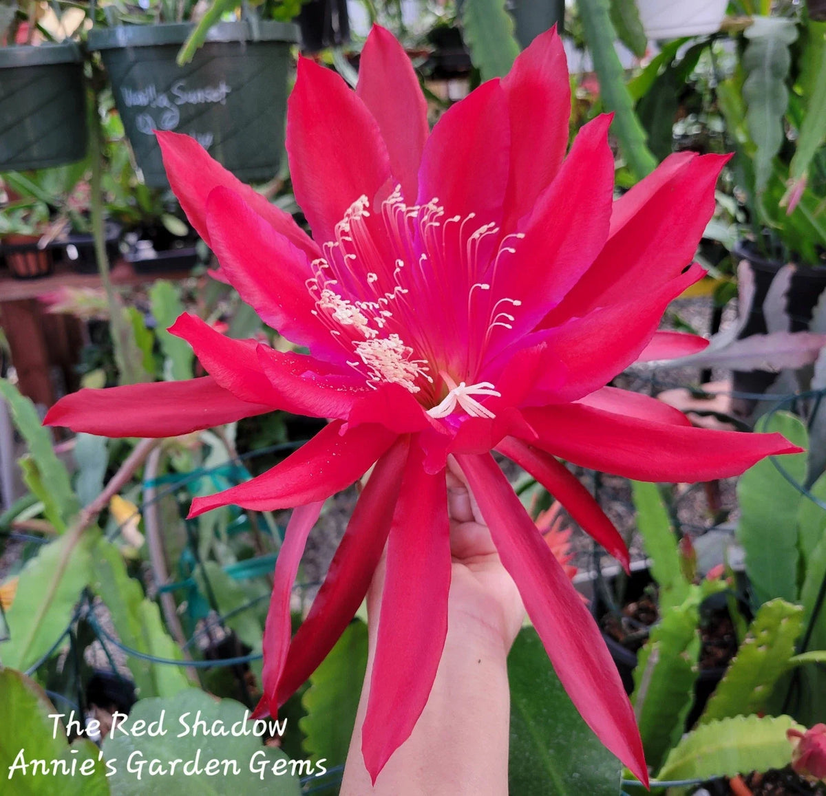 Epiphyllum Cuttings - Unrooted 8 to 10 Inches - The Red Shadow Variety - Epiphyllum spp. - Tropical Indoor Plant