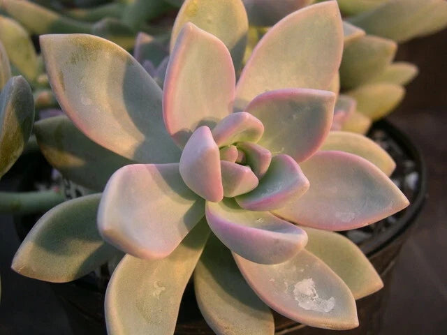 Ghost Plant Cuttings - Rosette Succulent - Graptosedum - Cascading Growth for Home Decor or Gardening