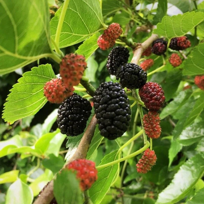 Live Mulberry Tree Plant | Well-Rooted | 1-4 Years Old | Morus spp. | Fruit-Bearing & Decorative Foliage